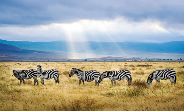 Tanzania Sets Record Growth in Tourism, Leads in Global Wildlife Conservation