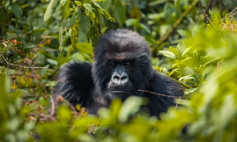 Rwanda’s Tourism Sector Hits Record Highs in Economic Impact and Job Creation in 2024